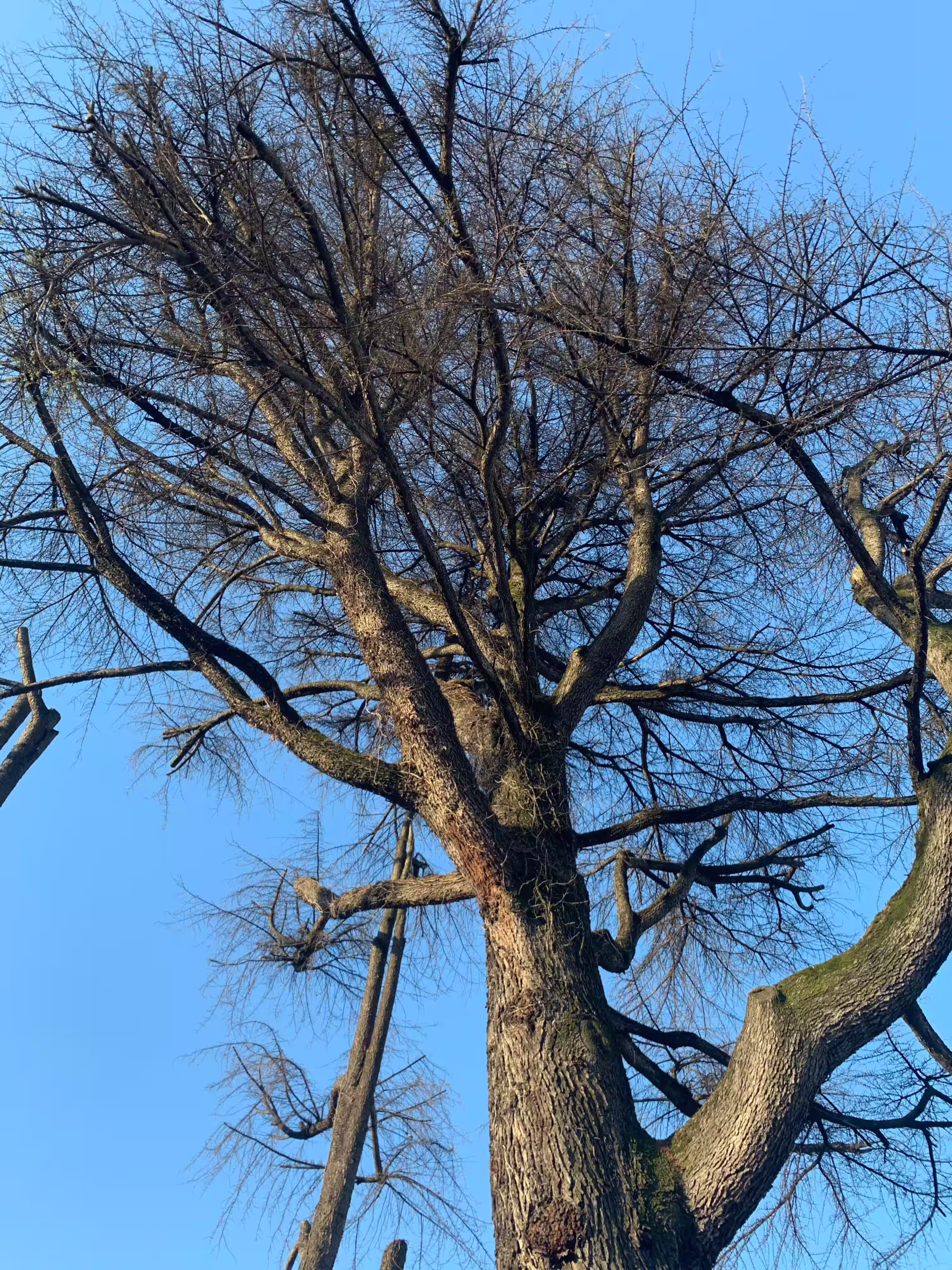 Vivai Feder - Manutenzione - Grandi Abbattimenti 1