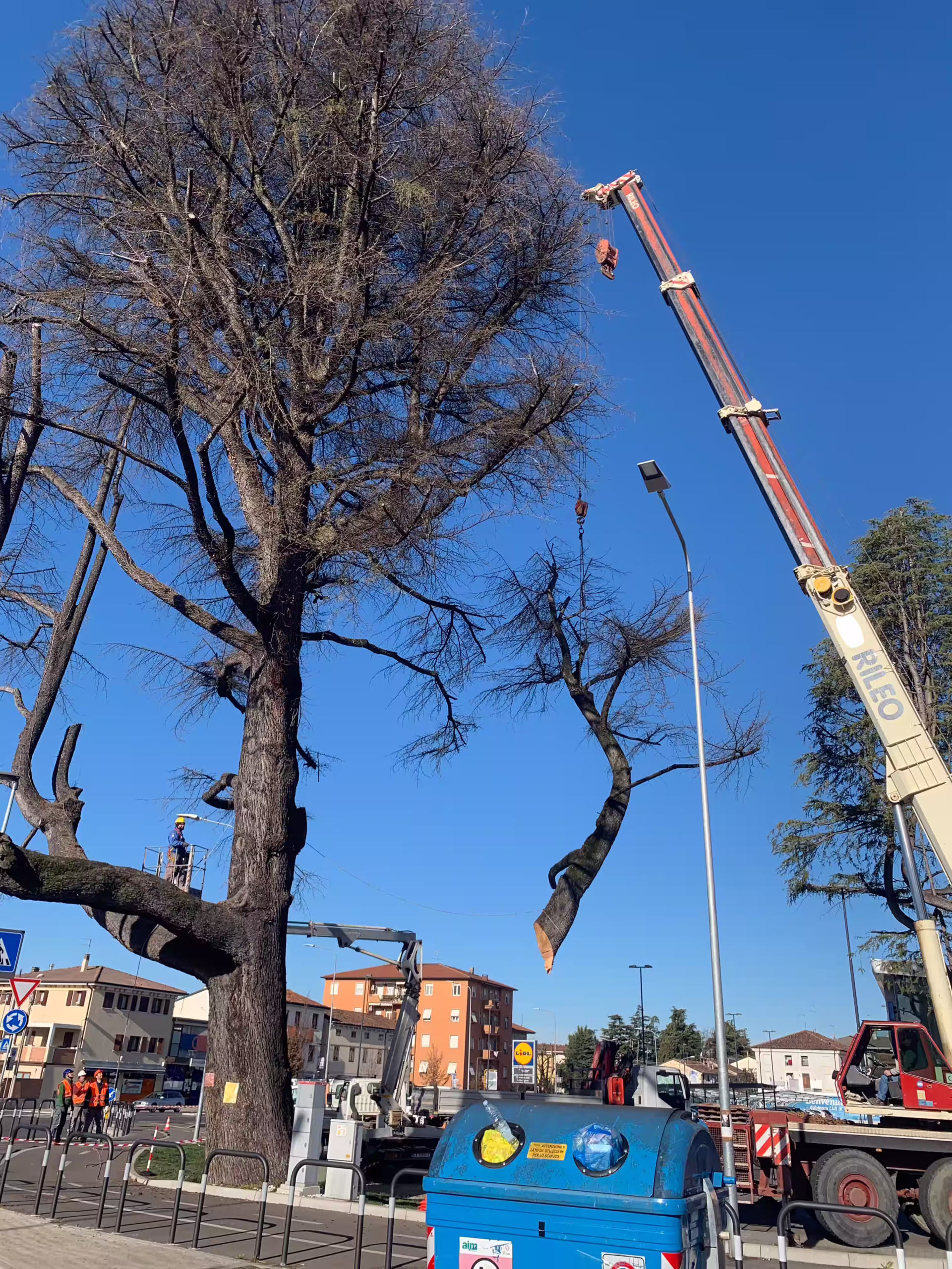 Vivai Feder - Manutenzione - Grandi Abbattimenti 2