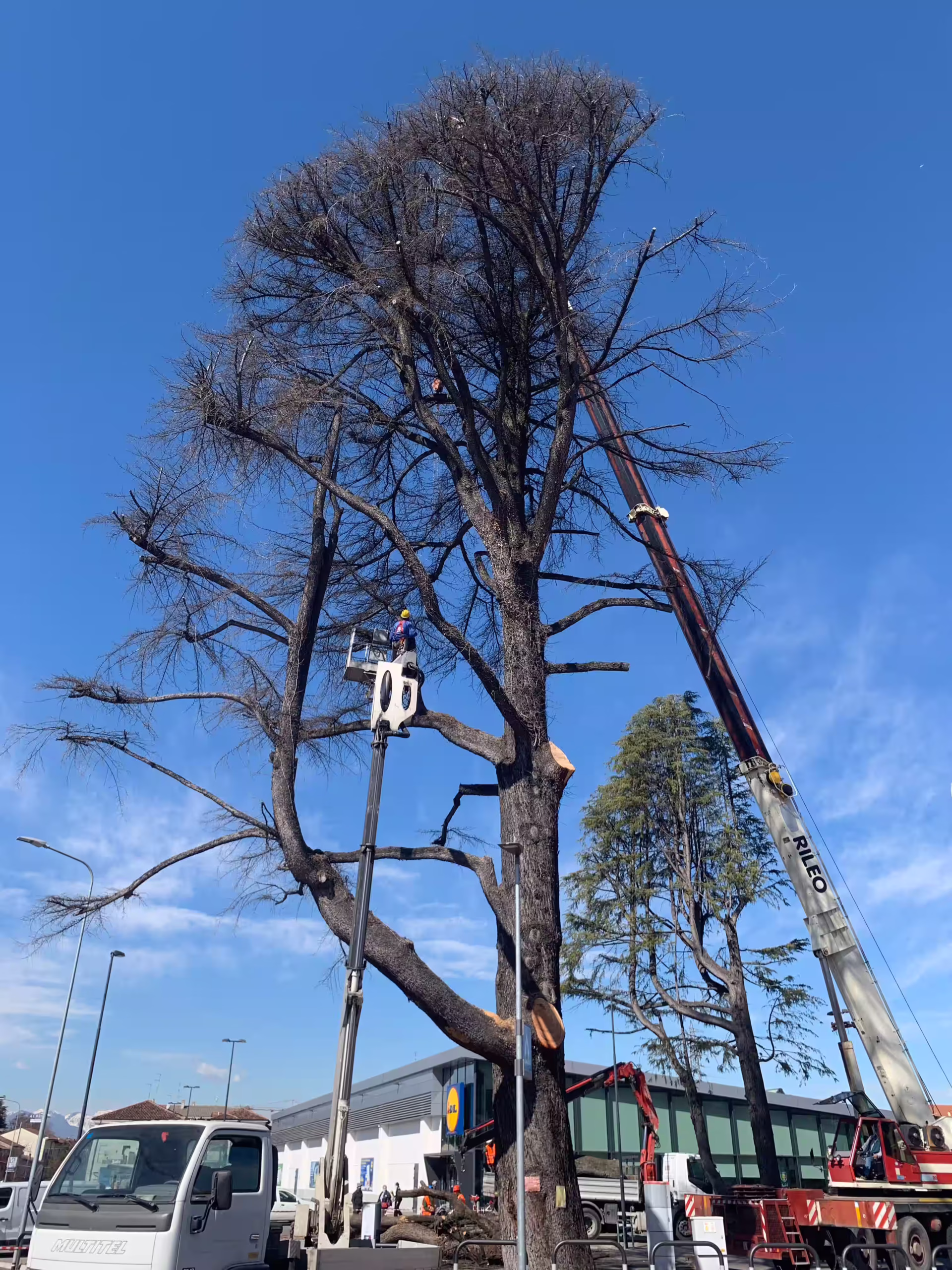 Vivai Feder - Manutenzione - Grandi Abbattimenti 4
