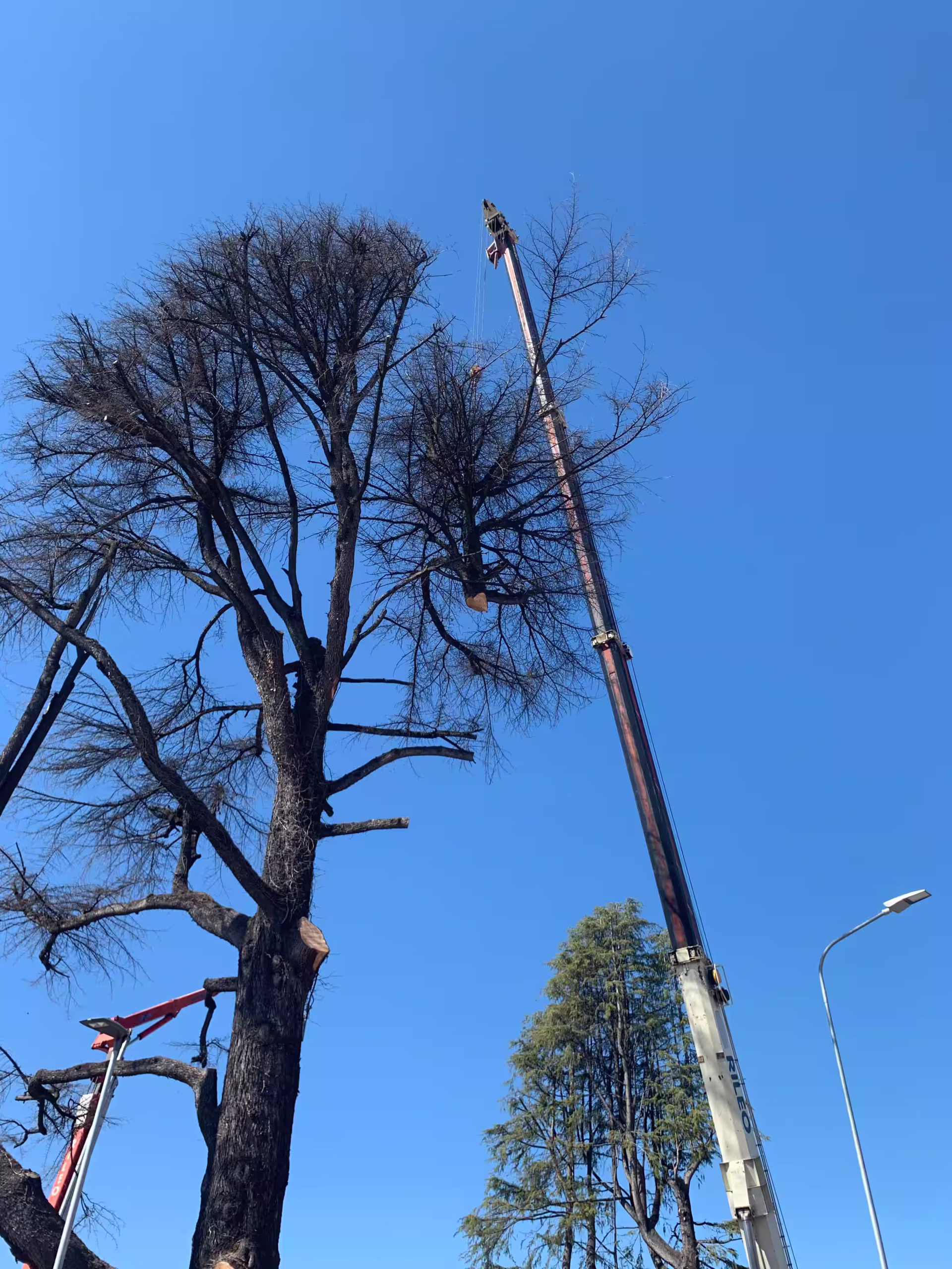 Vivai Feder - Manutenzione - Grandi Abbattimenti 5