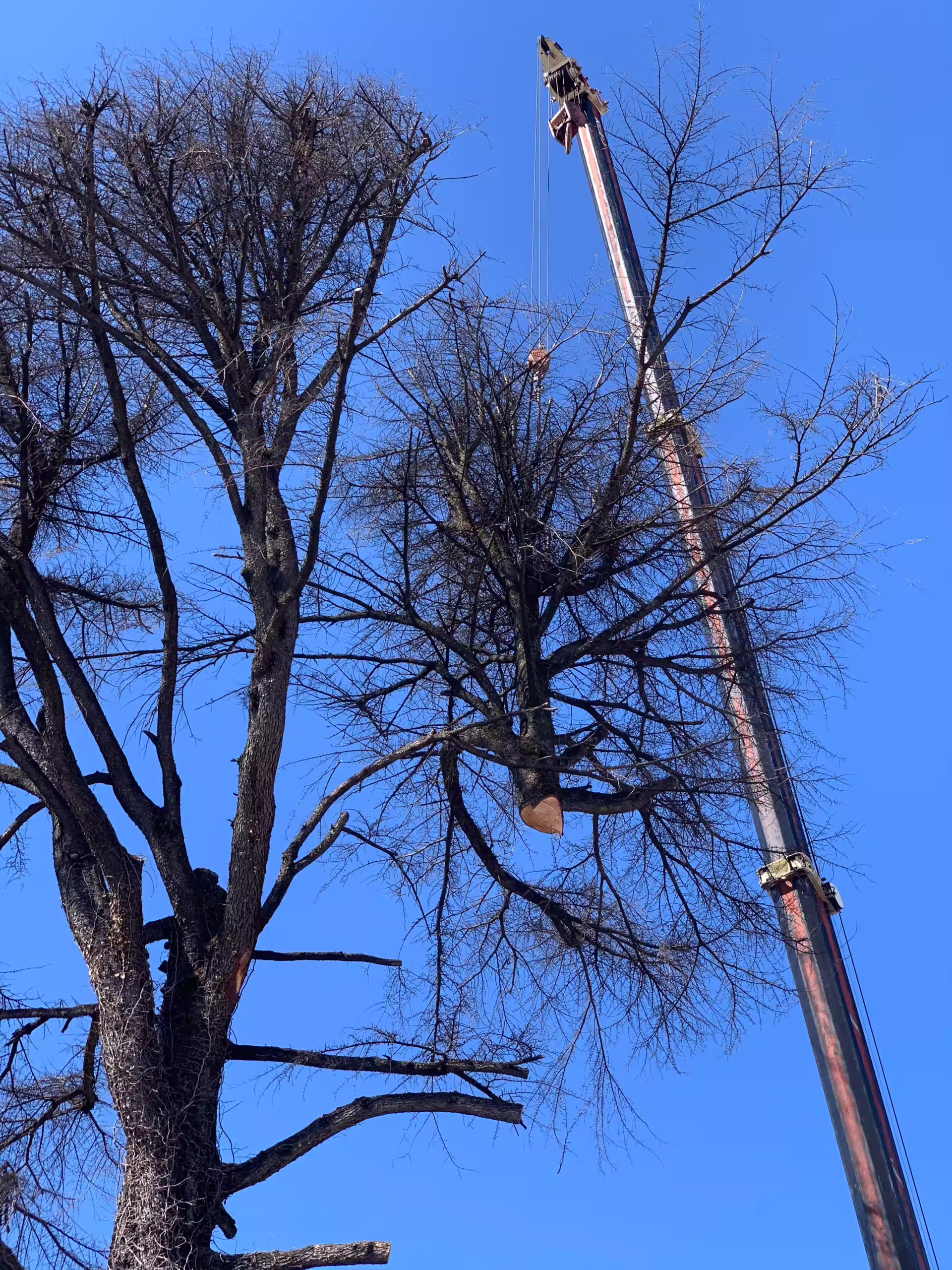 Vivai Feder - Manutenzione - Grandi Abbattimenti 6