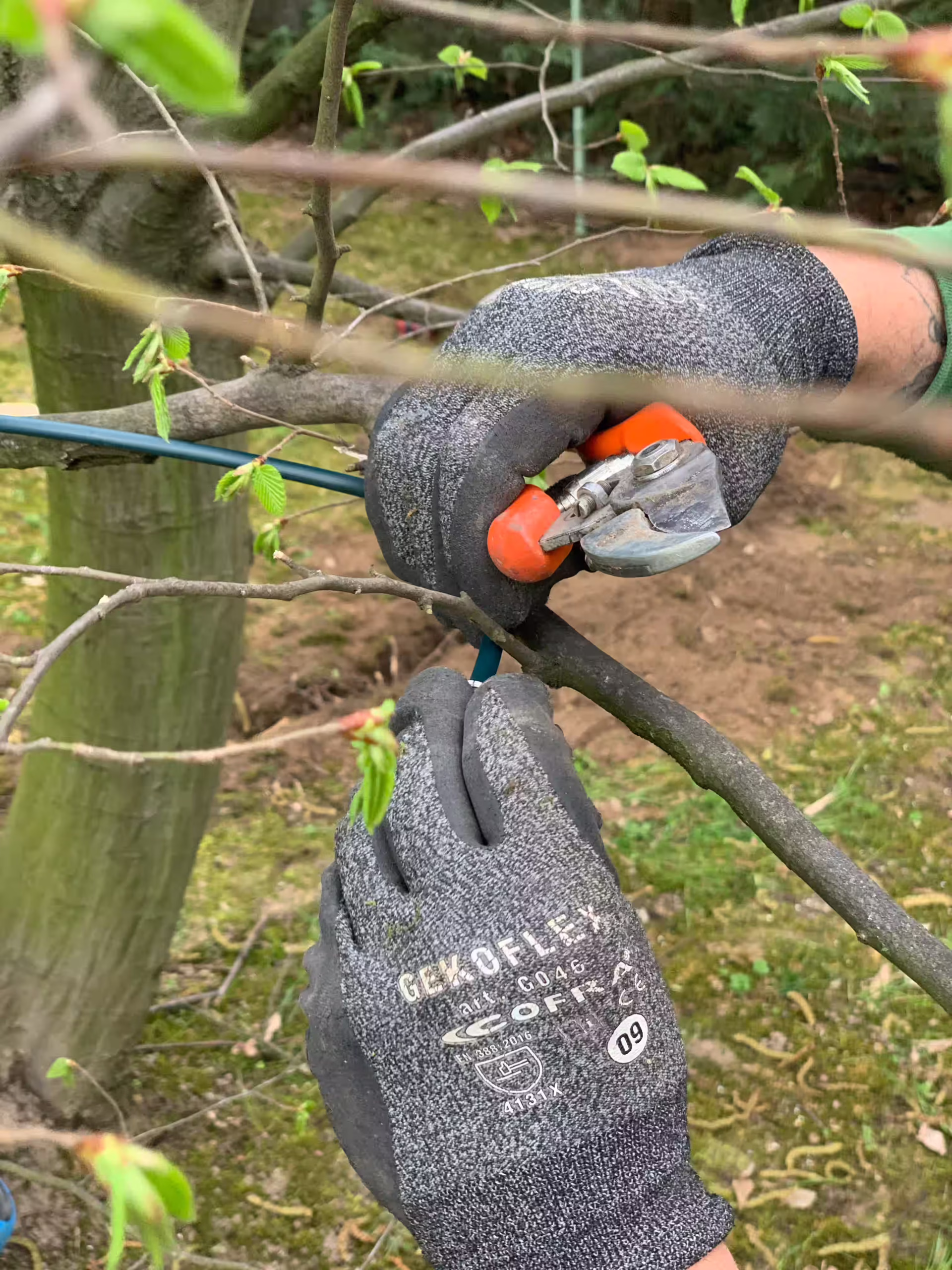 Vivai Feder - FeeZanz - Cerea 4