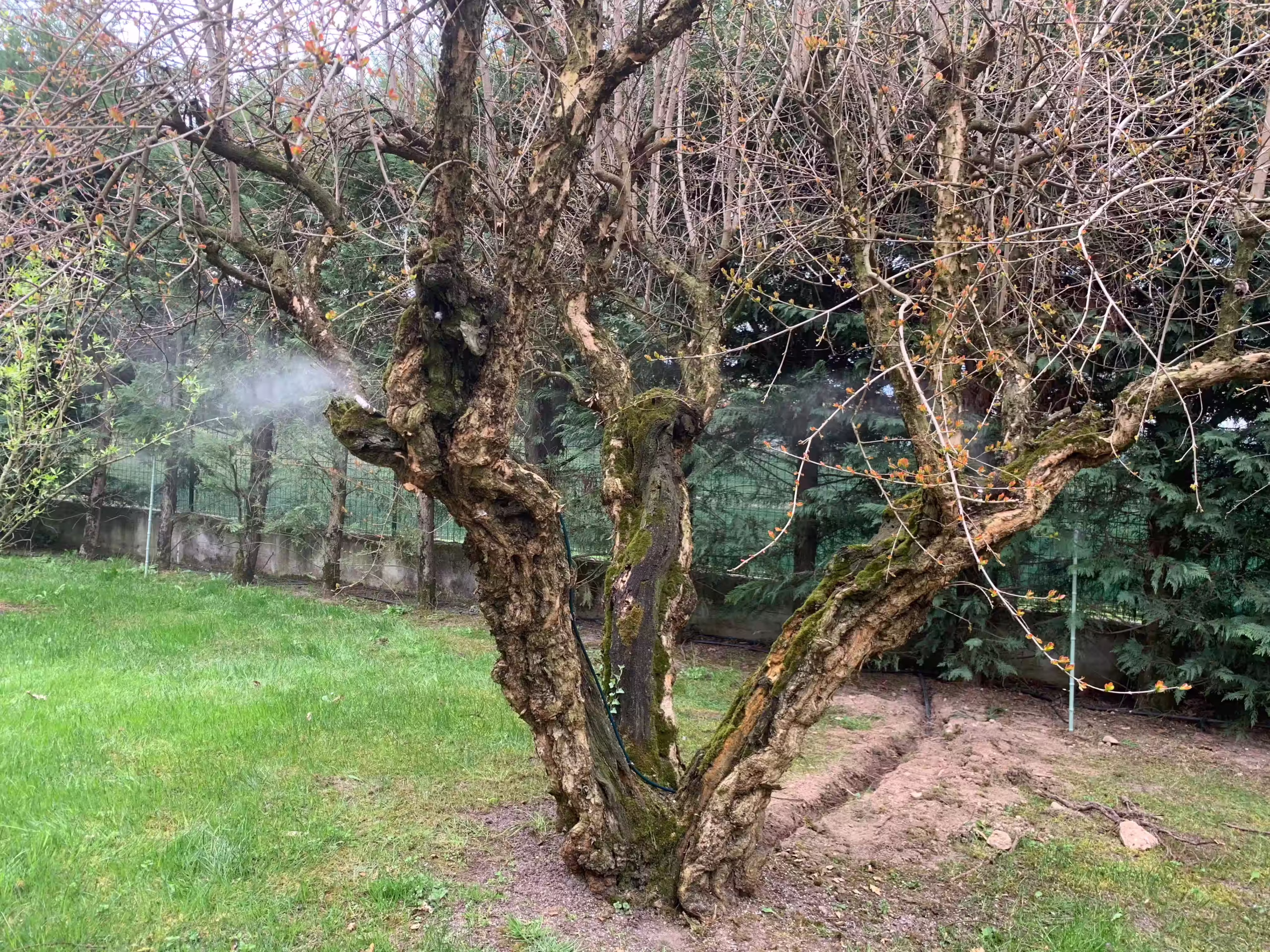 Vivai Feder - FeeZanz - Cerea 6