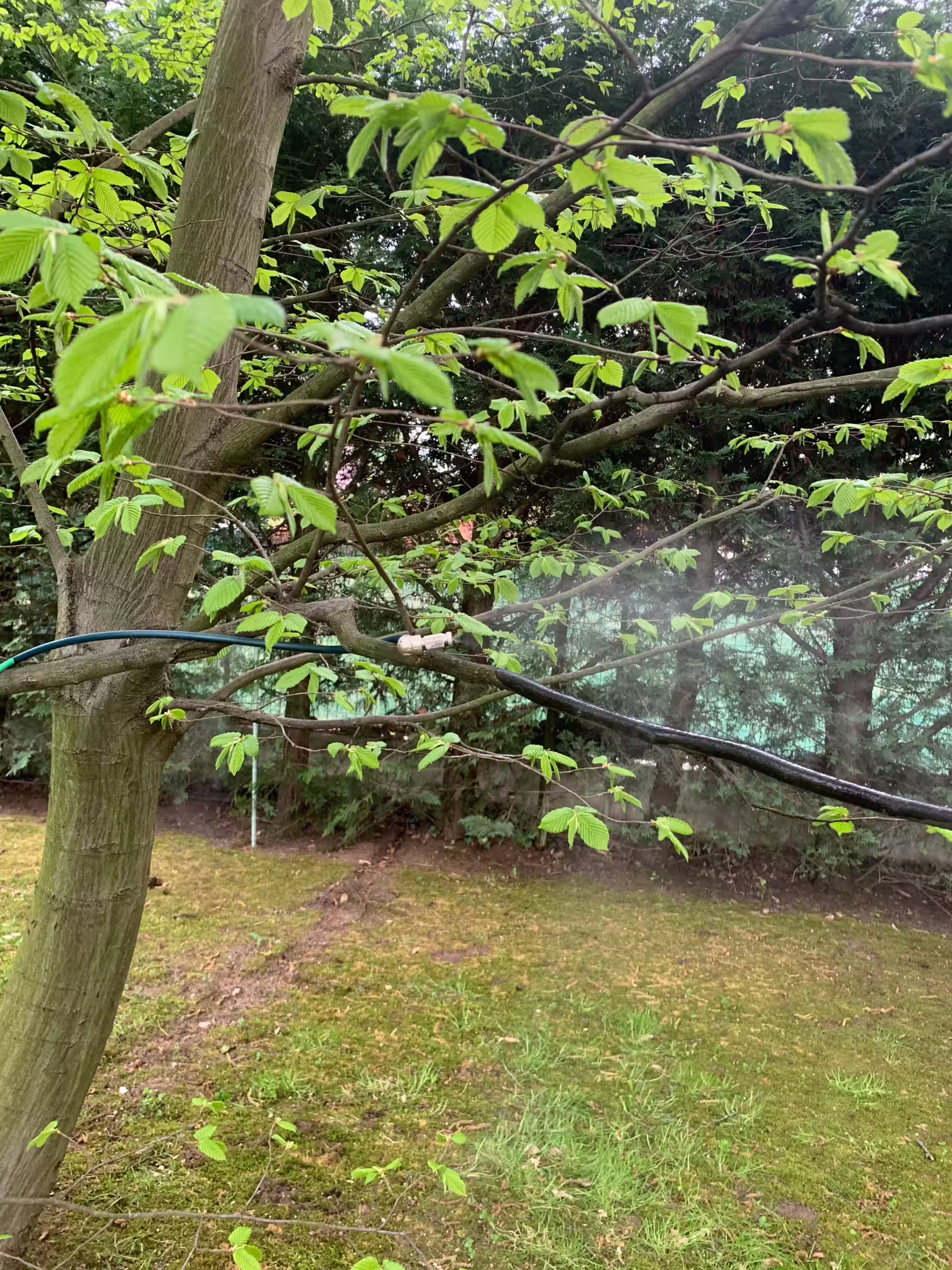 Vivai Feder - FeeZanz - Cerea 2