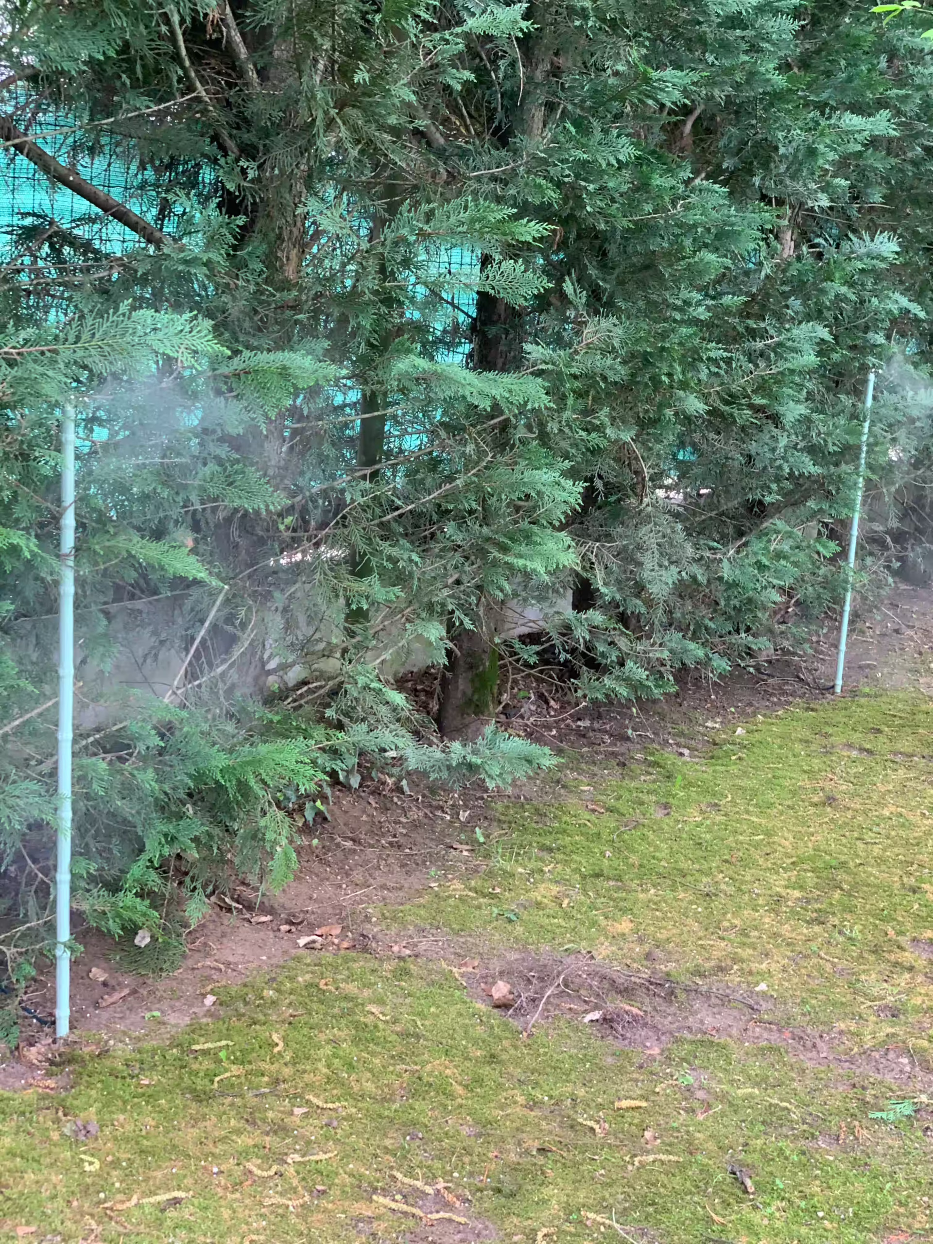 Vivai Feder - FeeZanz - Cerea 3